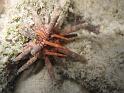 oursin crayon Eucidaris tribuloides